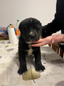 Stredoázijský ovčiak SAO - 6