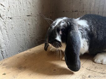 Francúzsky baran samica - 6