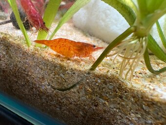 Gupky, molly, krevety - 6