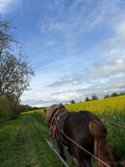 Pripúšťanie plemennými žrebcami - 6