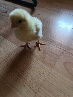 Nosnice Leghorn, sliepky, kury, kuriatka, kurčatá - 6