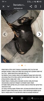 Hľadám psíka šteniatko do bytu - 6