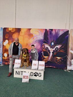 Tibetska doga šteniatka s PP - 6