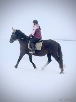 Kobyla s PP aj pre zaciatocnika - 6