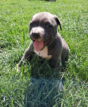 Šteniatka - Americký stafordšírsky teriér (Amstaff, Staford) - 6