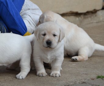 LABRADOR RETRIEVER s PP - 6