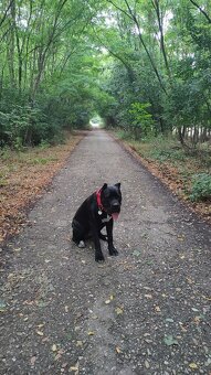 Cane corso - 6