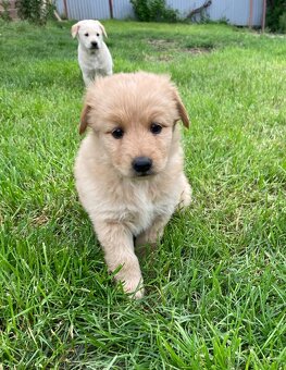 Šteniatka - labrador, retriever - 6