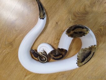 Python regius piebald - dve dospelé samice - 6
