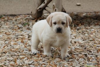 Labrador retriever žlté šteniatka s PP - 6