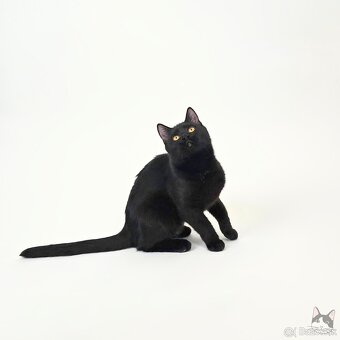 Drobunká POPPY hľadá domov - 6