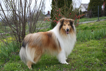 Kólia dlhosrstá - šteniatka s PP (FCI) - 6