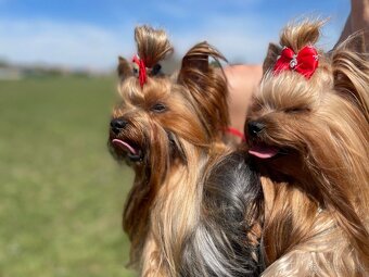 Yorkshirsky terier s PP - 6