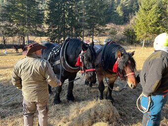 Ťažný kôň predaj - 6