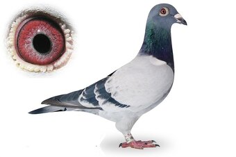 Poštové holuby - 6