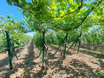Predáme vinicu s chatkou pri Podhájskej - 6