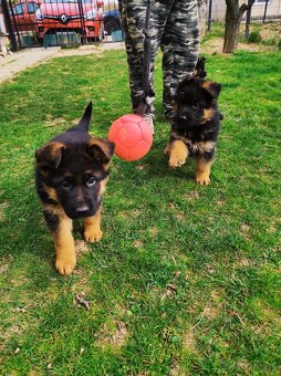 Nemecky ovčiak šteniatka - 6