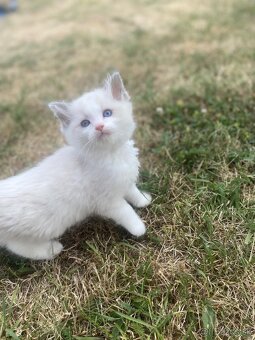 Ragdoll mačiatka bez PP - 6
