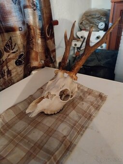 Trofeje na predaj - 6