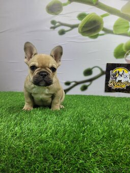 Francúzsky buldoček - 6