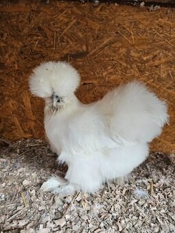 Nasadove vaj.araucana lavender,araucana,hodvabnicka usa - 6