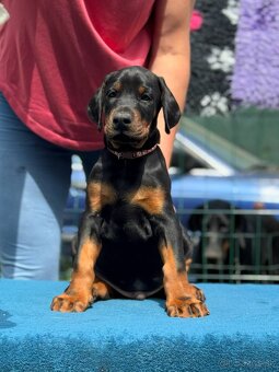 Doberman s PP FCI - 6