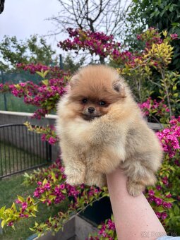 Pomeranian FCI - 6