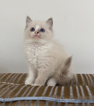 Ragdoll bez pp - 6