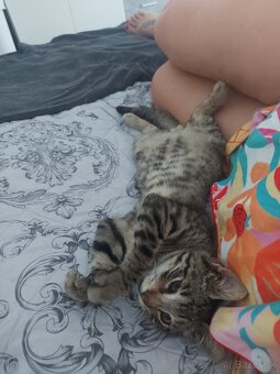 Krasny tigrik hlada domov - 6