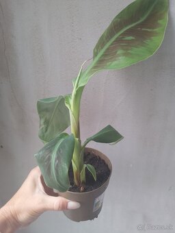 Bananovnik Dwarf Cavendish - 6