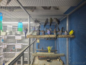 Blackface andulka - 6