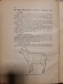 Štúdium vlny a kožušín slovenských oviec 1924 - 6