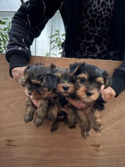 Predám šteniatka yorkshirskeho teriéra - 6