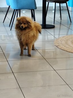 Pomeranian nemecký špic mix. - 6