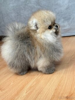 Pomeranian mini - 6