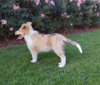 Kólia dlhosrstá s PP - 6