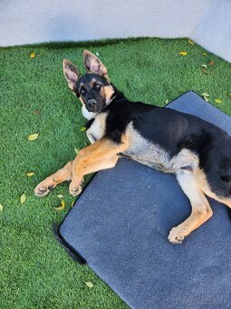 Nemecký Ovčiak - 6