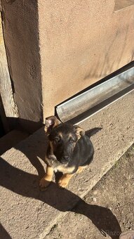 Nemecky ovčiak kríženec - 6