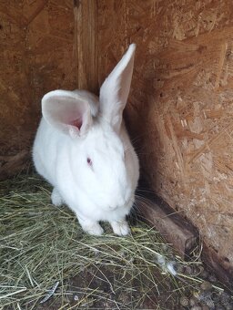 Pripustene samice - 6