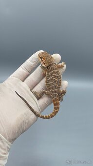 Agama bradata / pogona vitticeps - 6