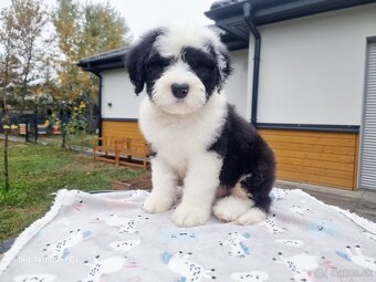 Senojo anglų aviganio bobteilas - 2 laisvi berniukai - 6