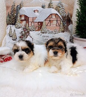 Yorkshir teriér biewer mini fenočka - 6