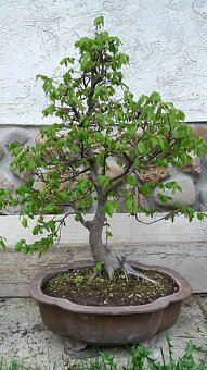 bonsai,bonsaj-hrab 2 - 6
