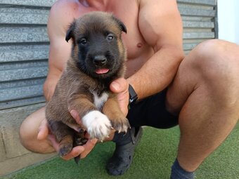 Belgický ovčiak malinois s PP - 6