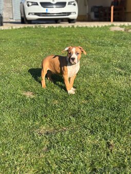 Americký stafordšírsky teriér - 6