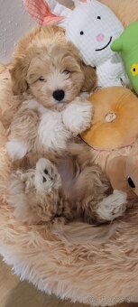Maltipoo - miniatúrne - 6