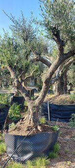 Palmy, cykasy,olivovníky - 6