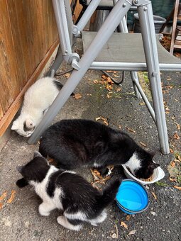 Darujem mačiatka - 6