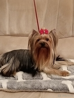 Yorkshire terrier ,York, Yorkshir, Yorkšírský teriér s PP - 6
