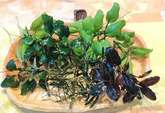 Akvarijné rastliny - 6